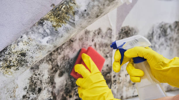 Best Mold removal after water damage  in USA