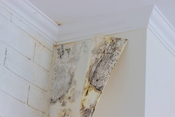 Best Local water damage restoration  in USA